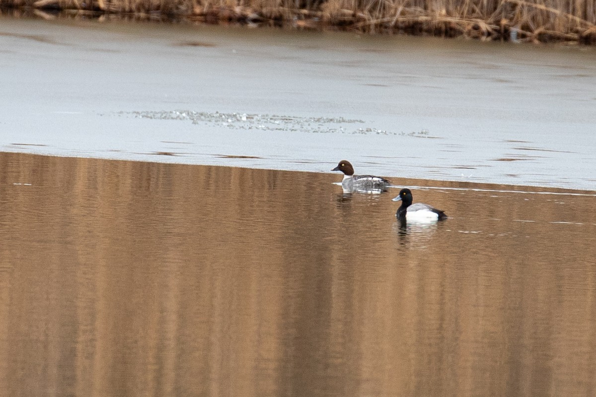 Common Goldeneye - ML614279523