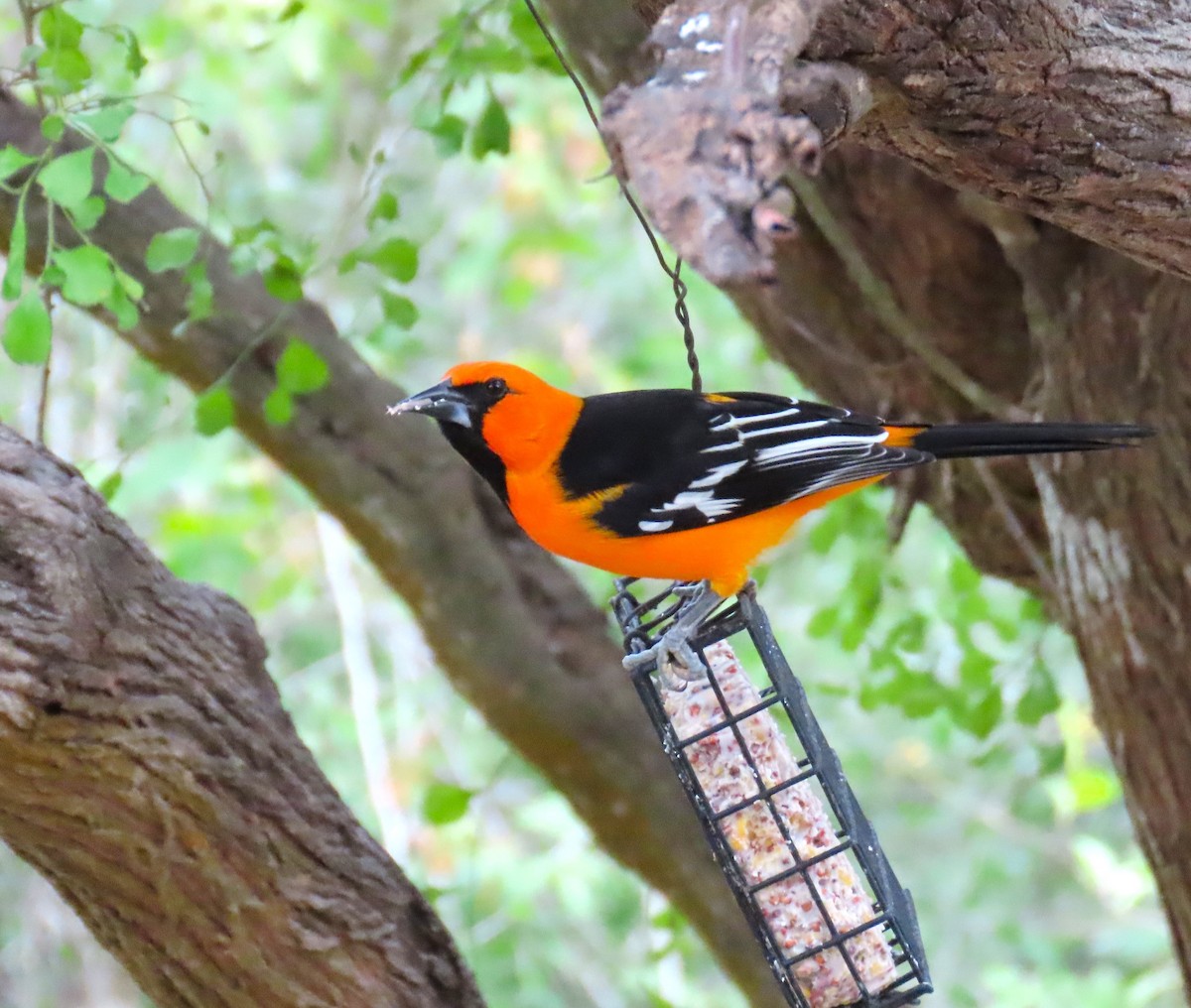 Oriole à gros bec - ML614279554