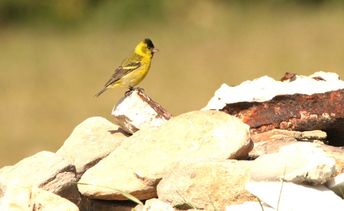 Black-chinned Siskin - ML614279556