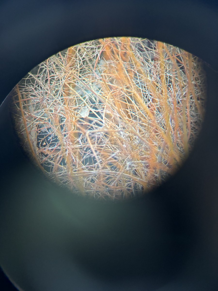 White-throated Sparrow - ML614279591