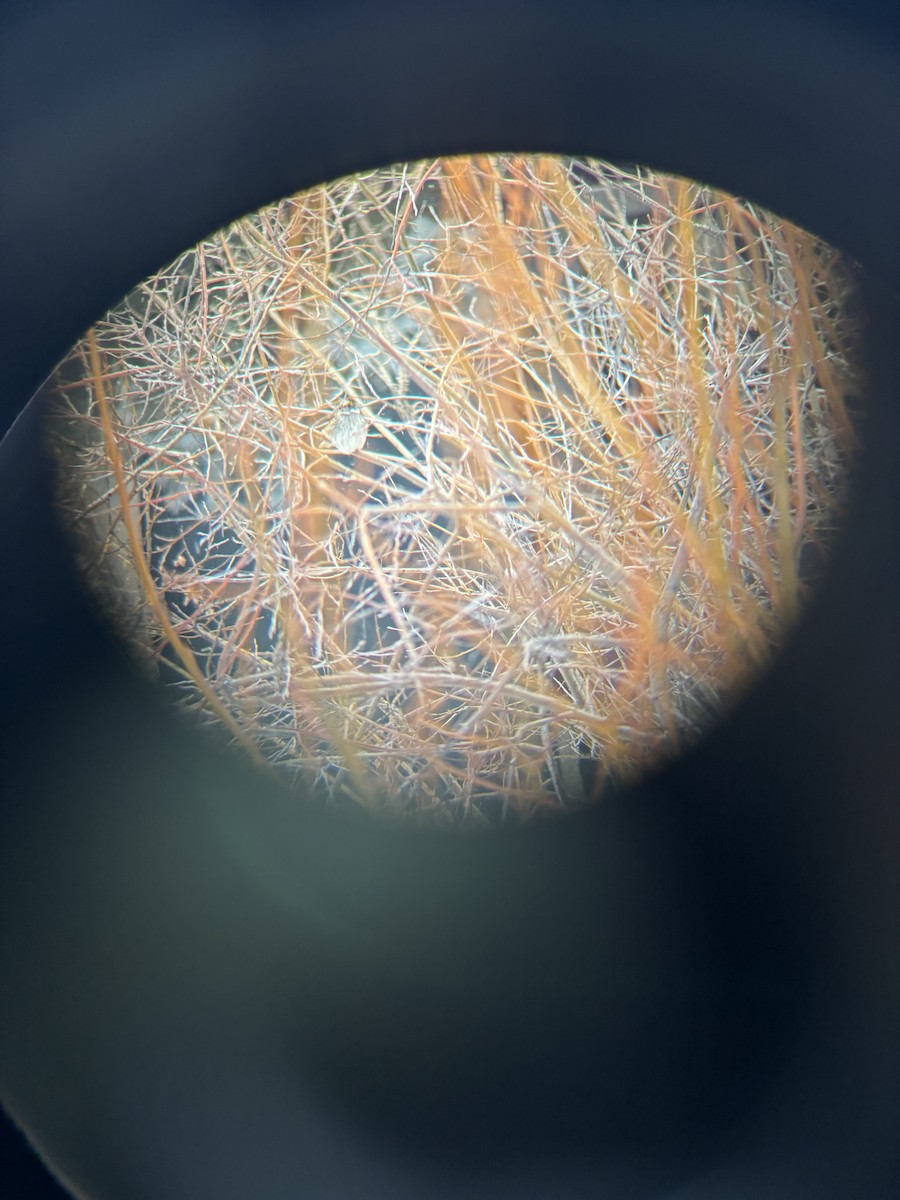 White-throated Sparrow - ML614279598