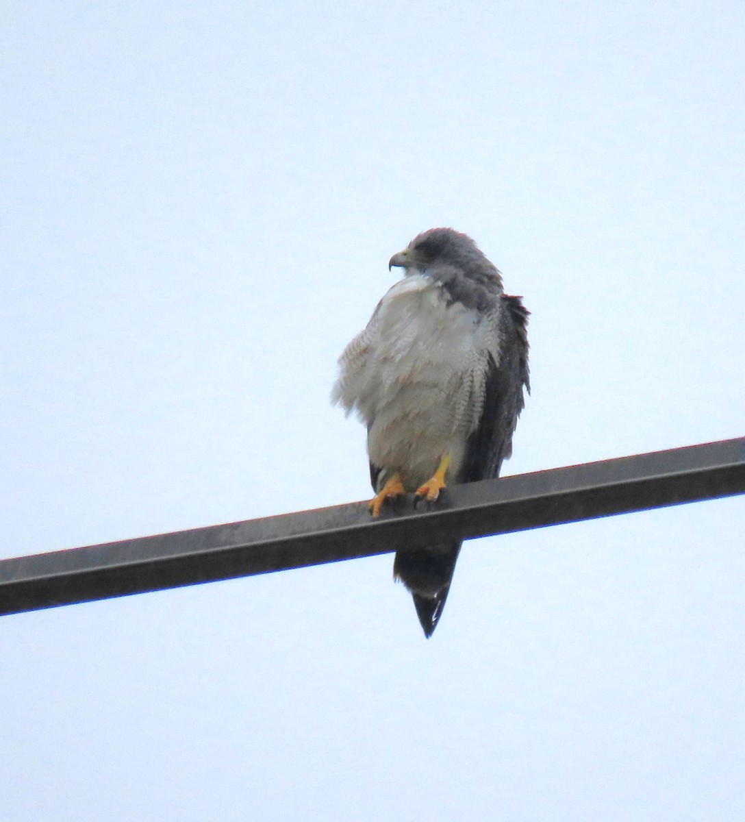 White-tailed Hawk - ML614279643