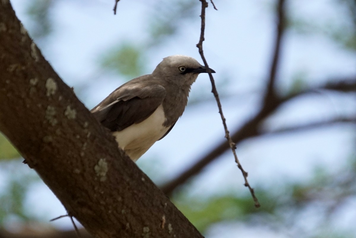 Fischer's Starling - ML614279670