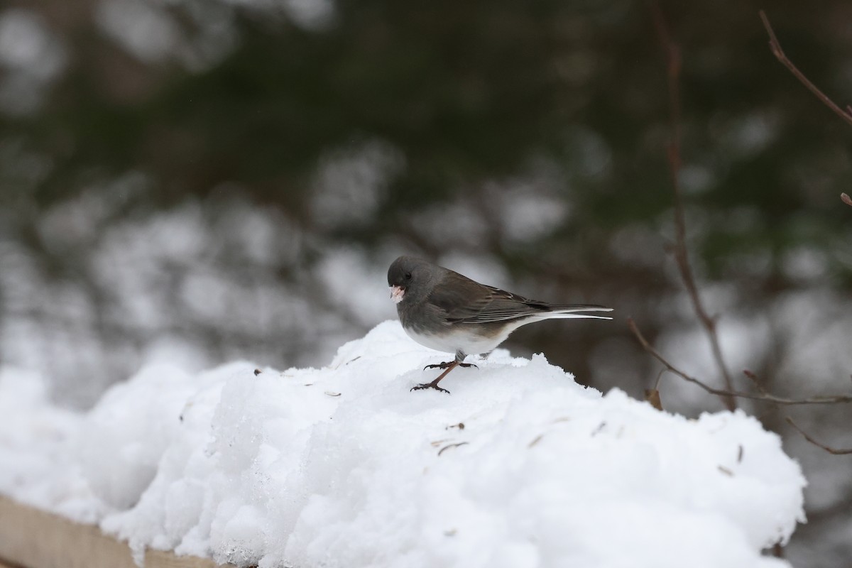 Dark-eyed Junco - ML614279678