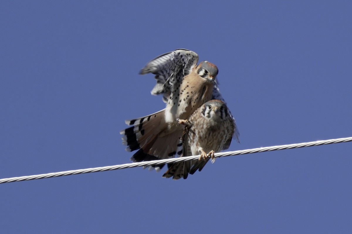 American Kestrel - ML614279733