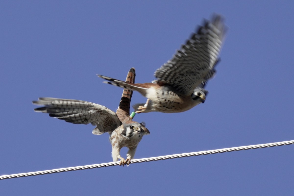 American Kestrel - ML614279736