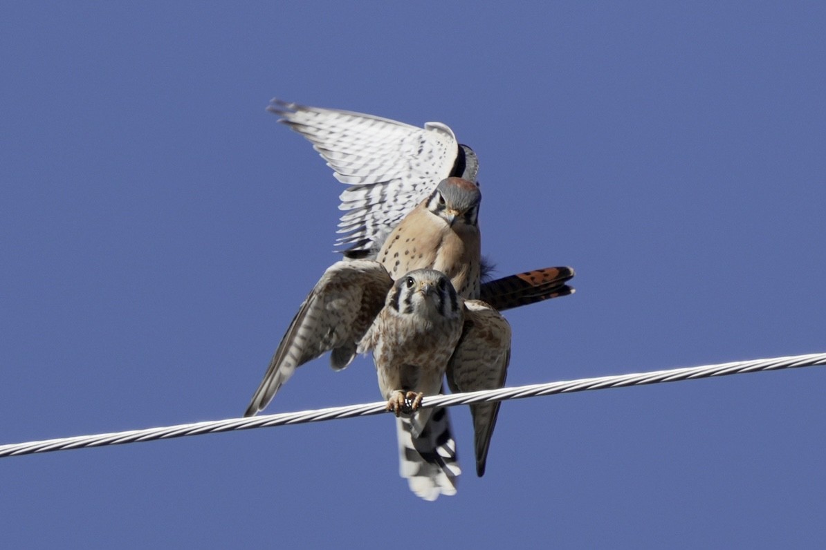 American Kestrel - Kenny Frisch