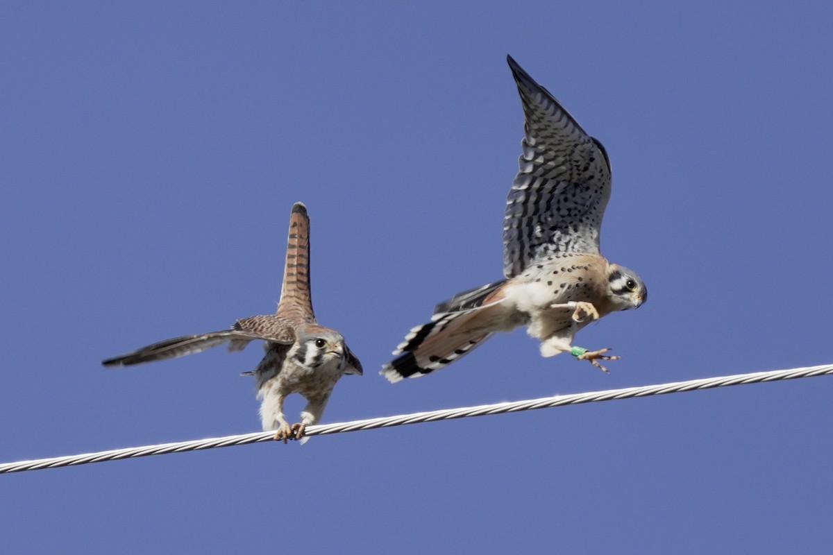 American Kestrel - ML614279739