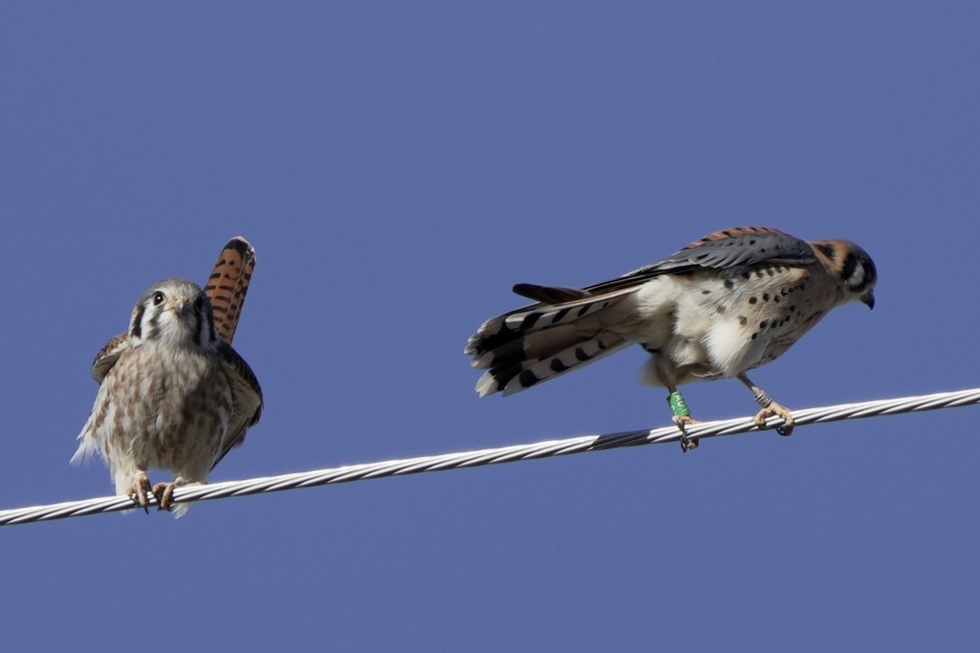 American Kestrel - ML614279740