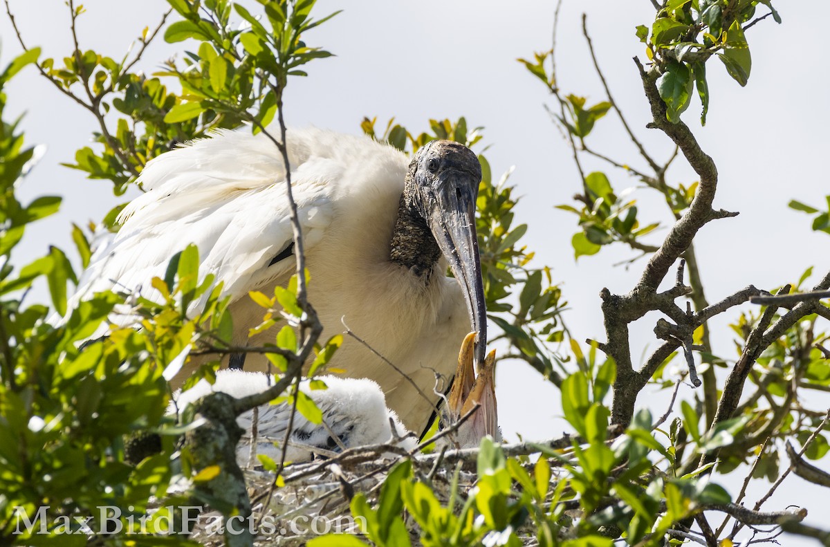 Wood Stork - Maxfield Weakley