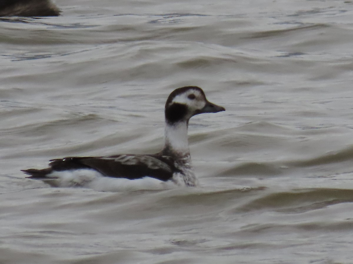 Long-tailed Duck - Bryant Olsen