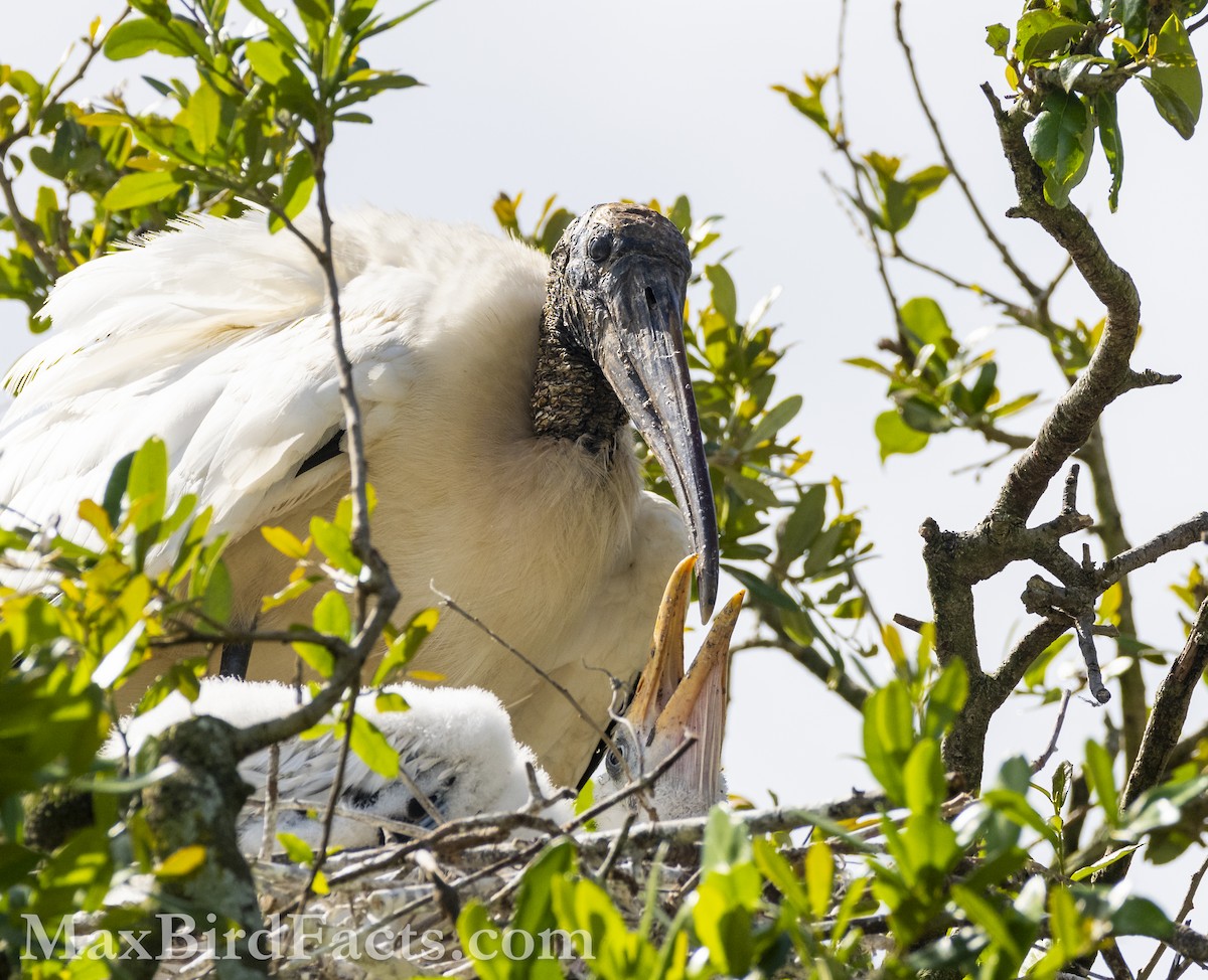 Wood Stork - ML614279769