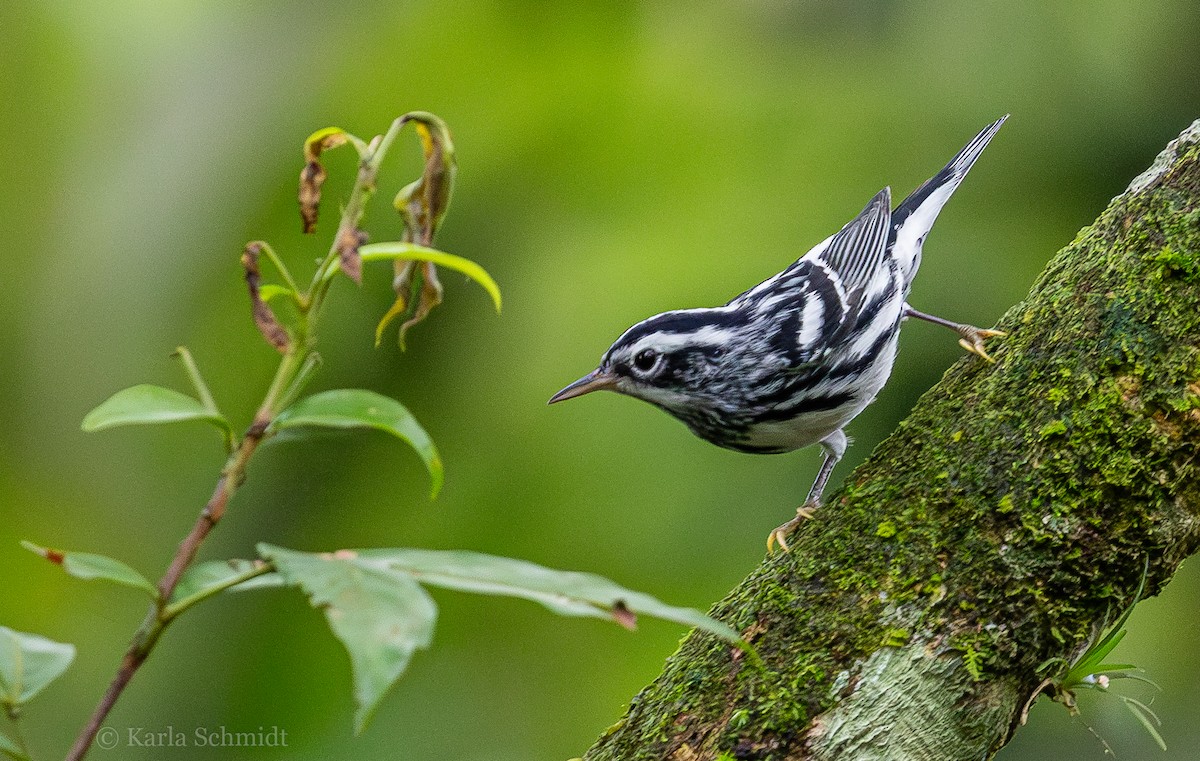 Black-and-white Warbler - Karla Schmidt