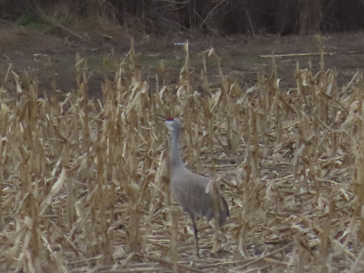 Sandhill Crane - ML614279852