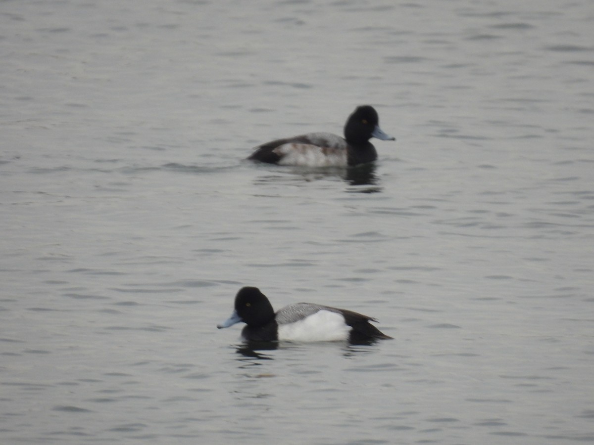 Lesser Scaup - ML614279935