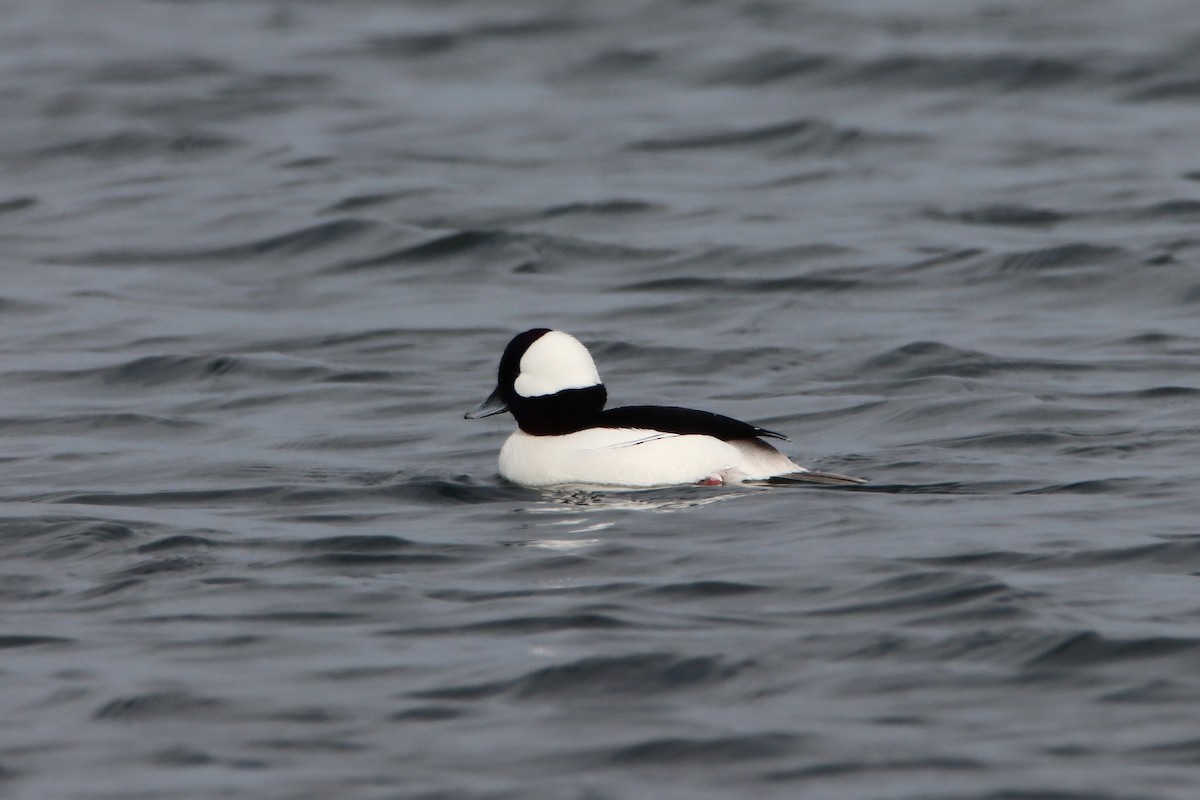 Bufflehead - ML614279936