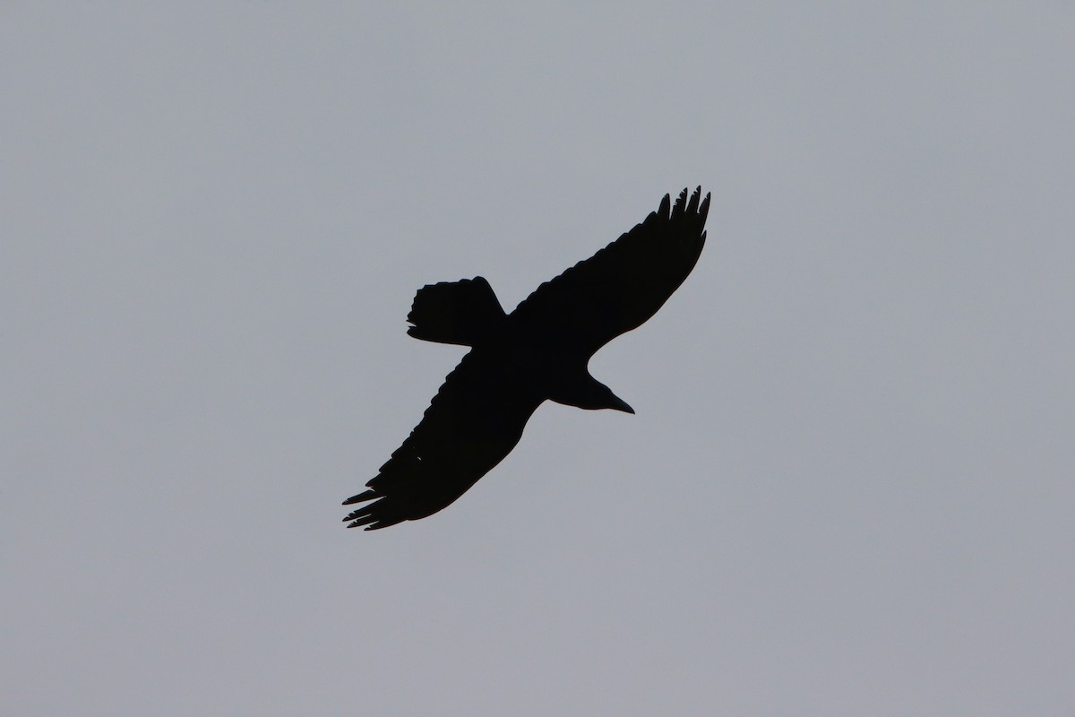 Common Raven - Kristin Mylecraine