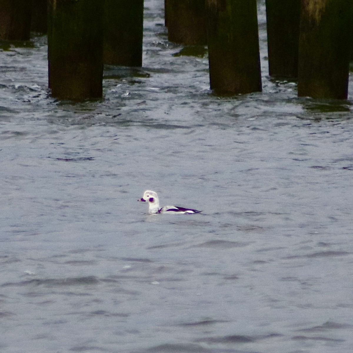 Long-tailed Duck - ML614280092
