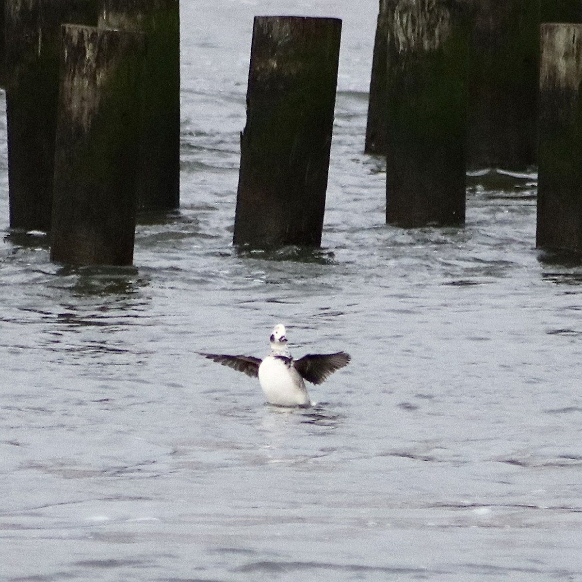 Long-tailed Duck - ML614280093