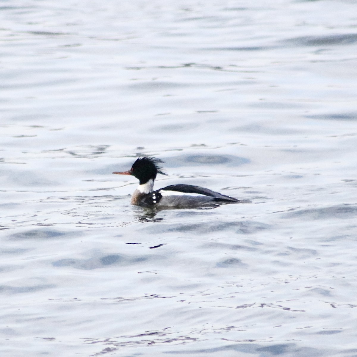 Red-breasted Merganser - ML614280098