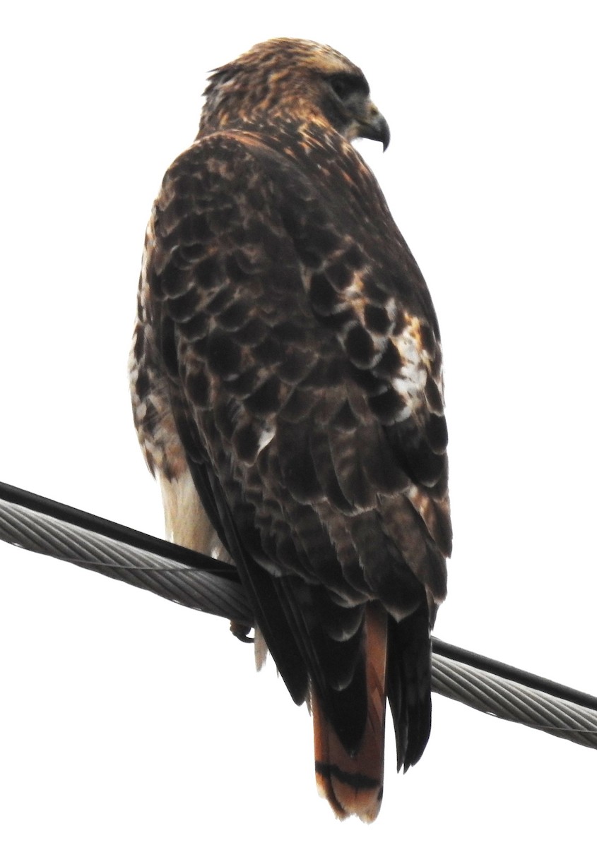 Red-tailed Hawk - ML614280103