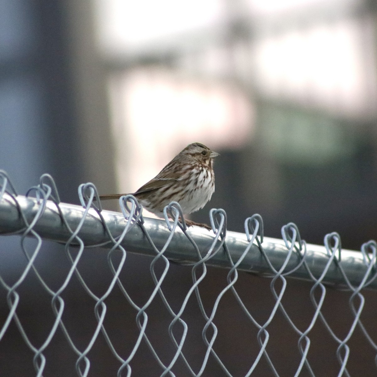 Song Sparrow - ML614280106