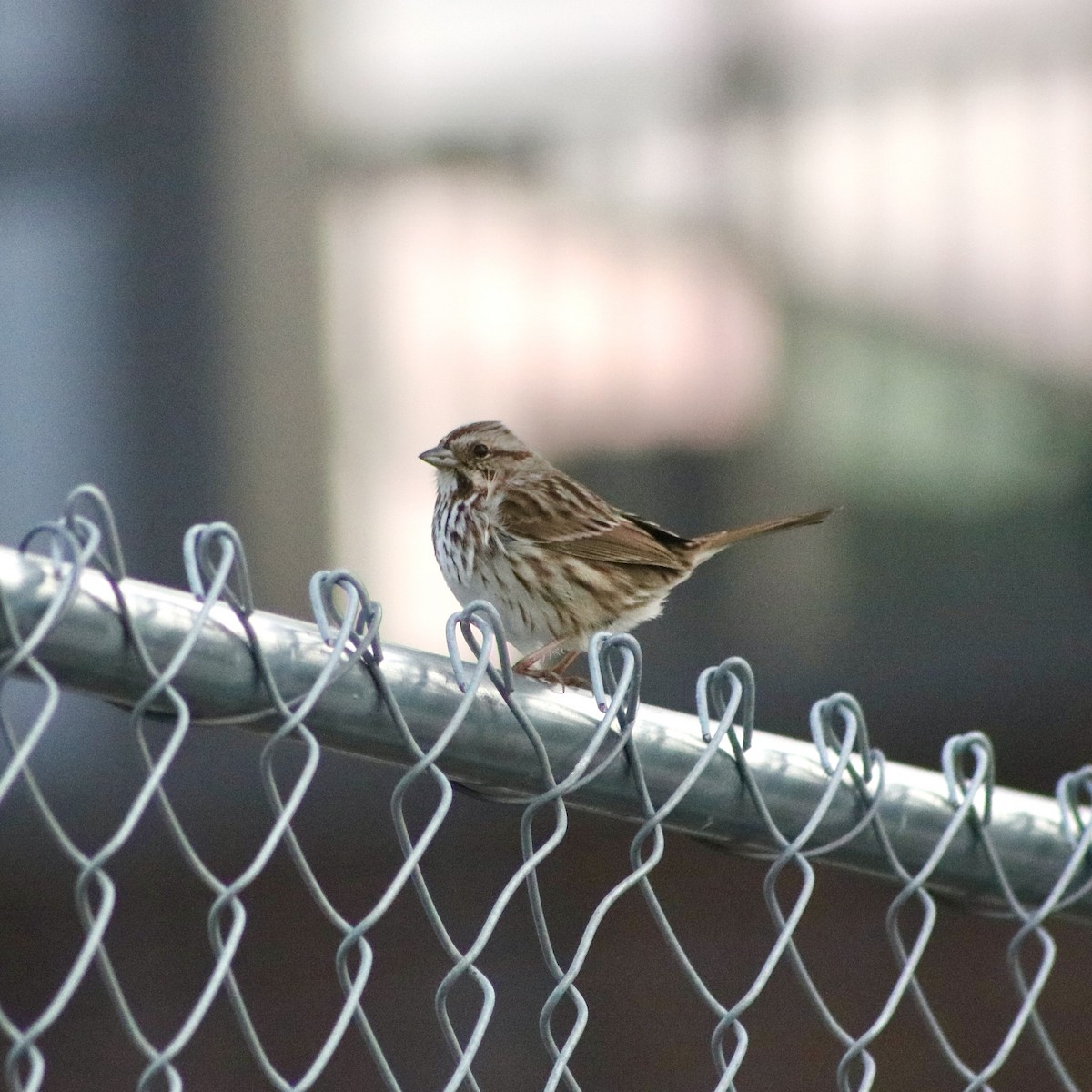 Song Sparrow - ML614280107