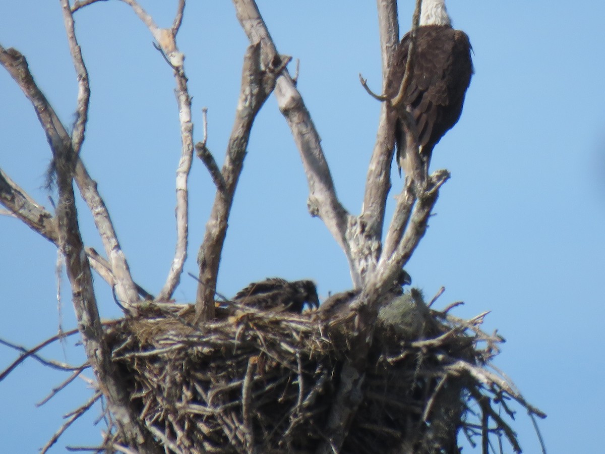 Bald Eagle - ML614280144