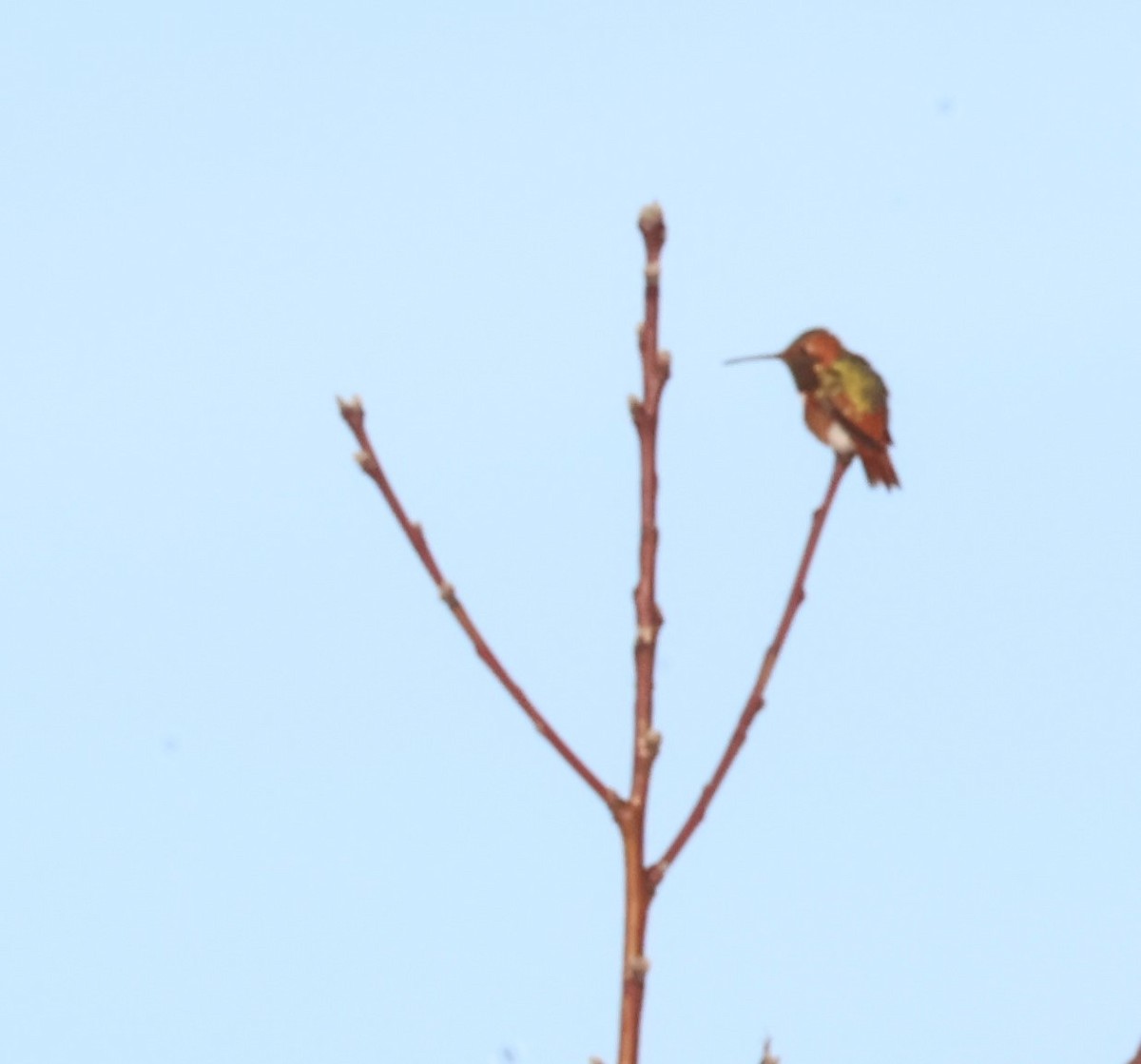 Allen's Hummingbird - Stacia Novy