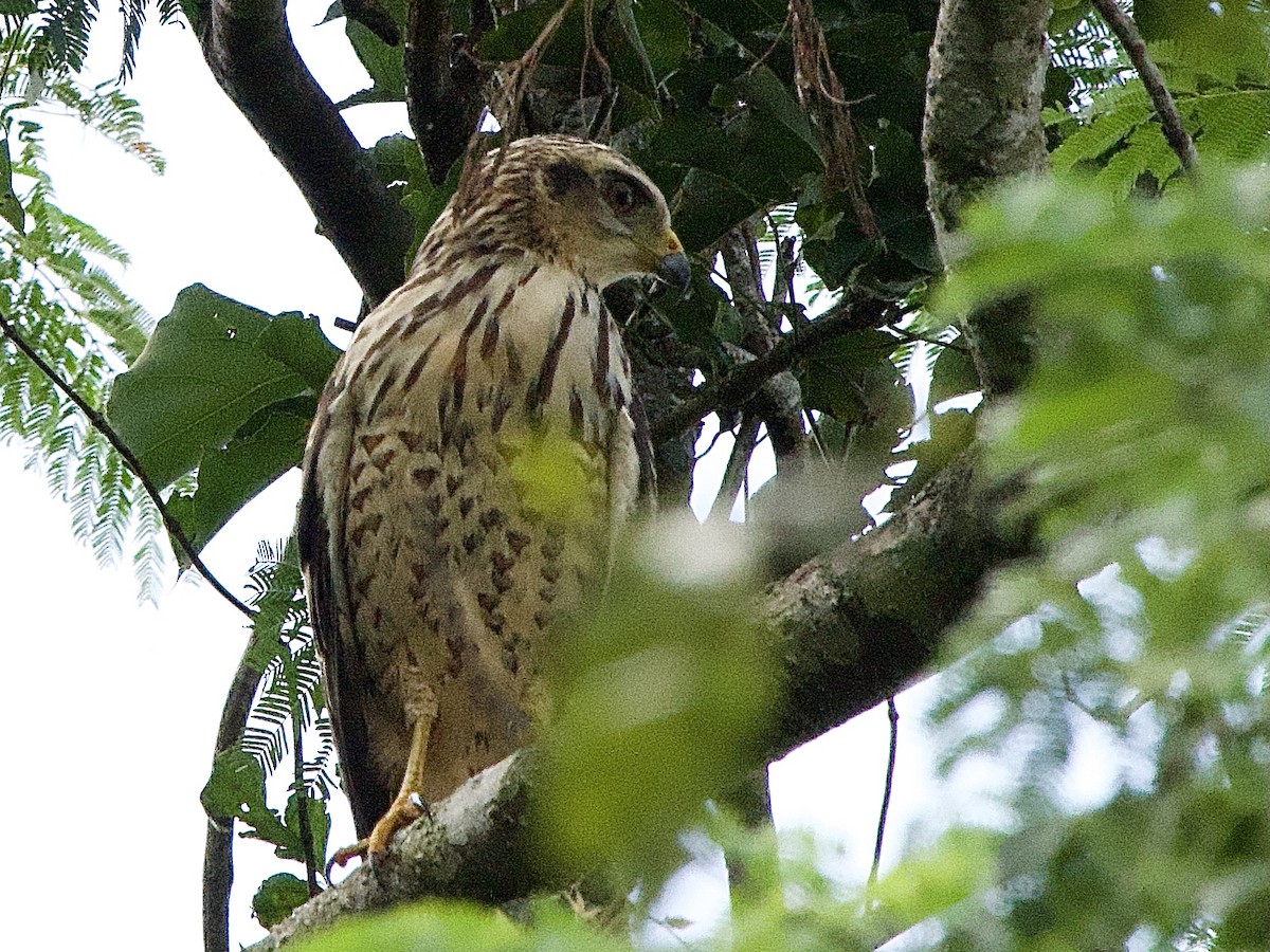 Roadside Hawk - ML614280221