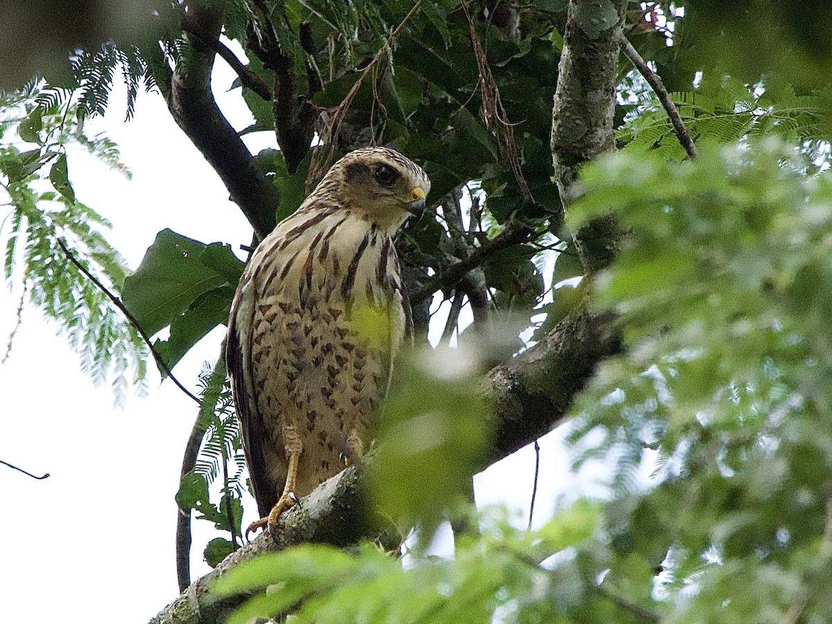 Roadside Hawk - ML614280222