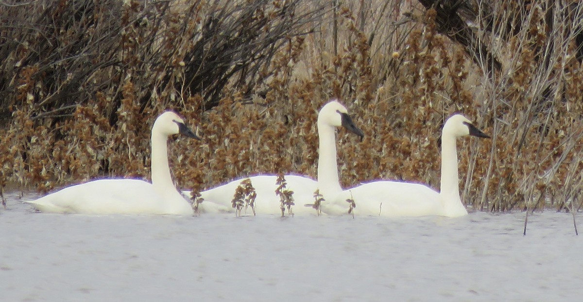 Tundra Swan - ML614280268