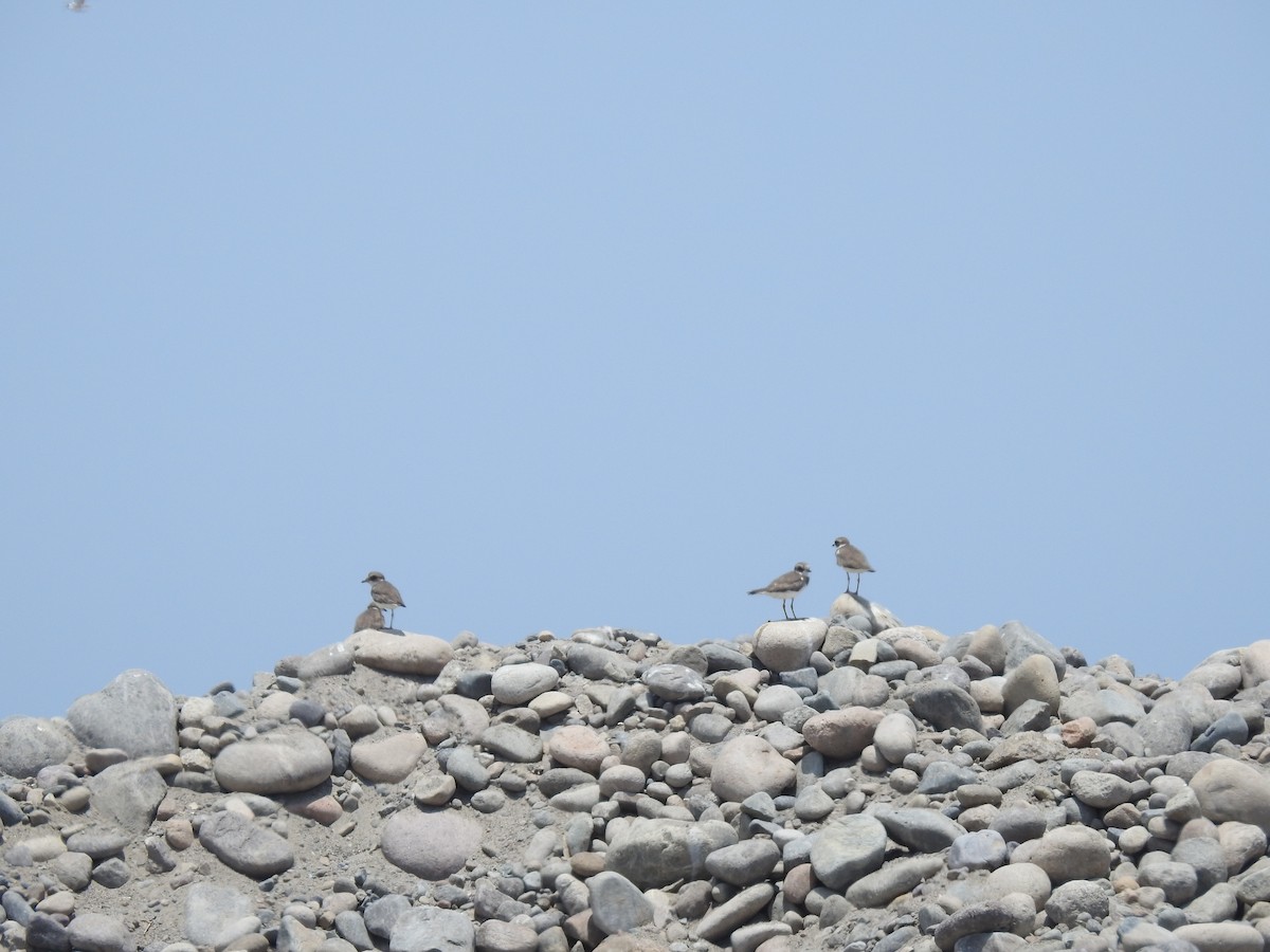 Semipalmated Plover - ML614280290