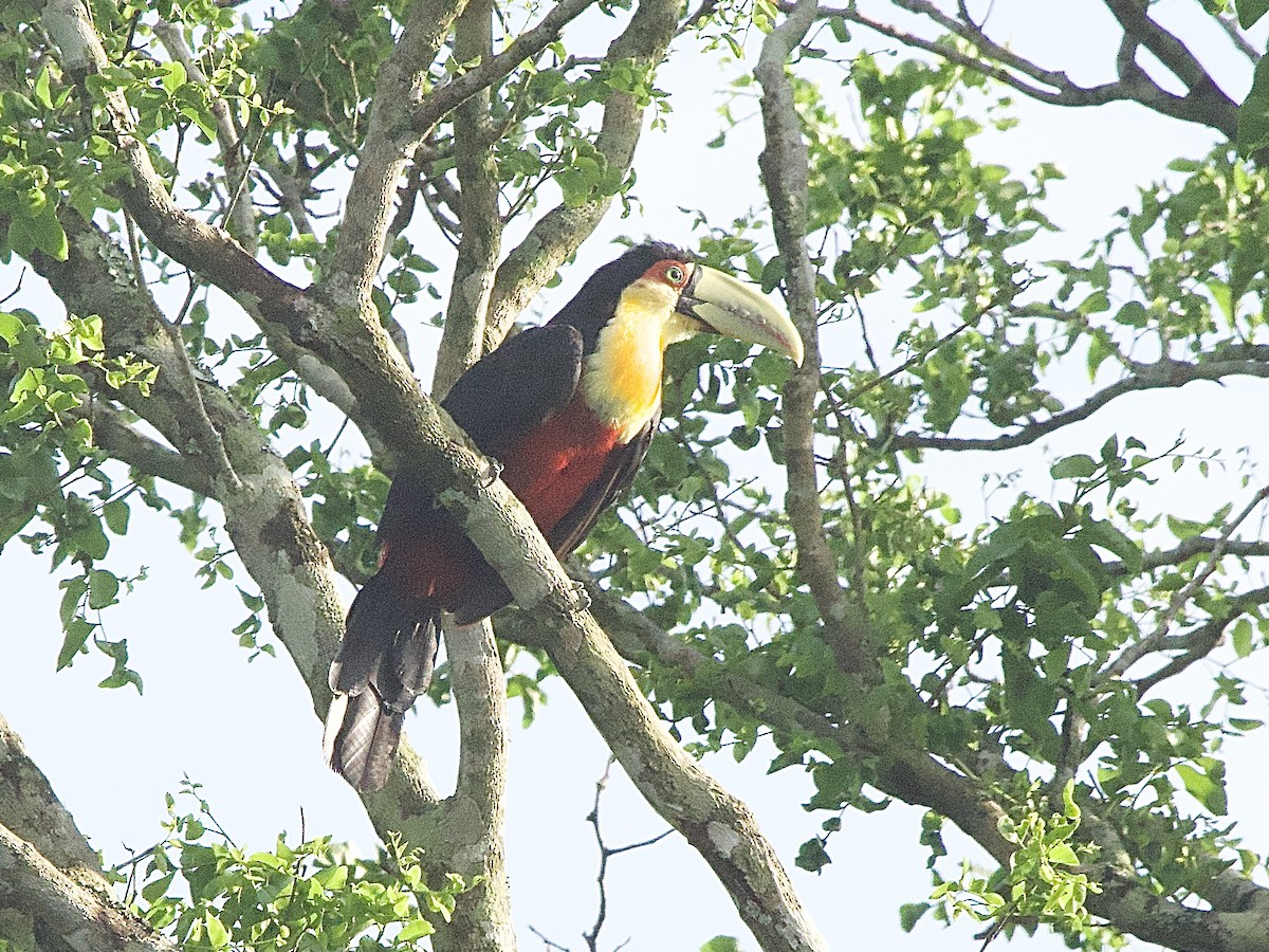 Red-breasted Toucan - ML614280311