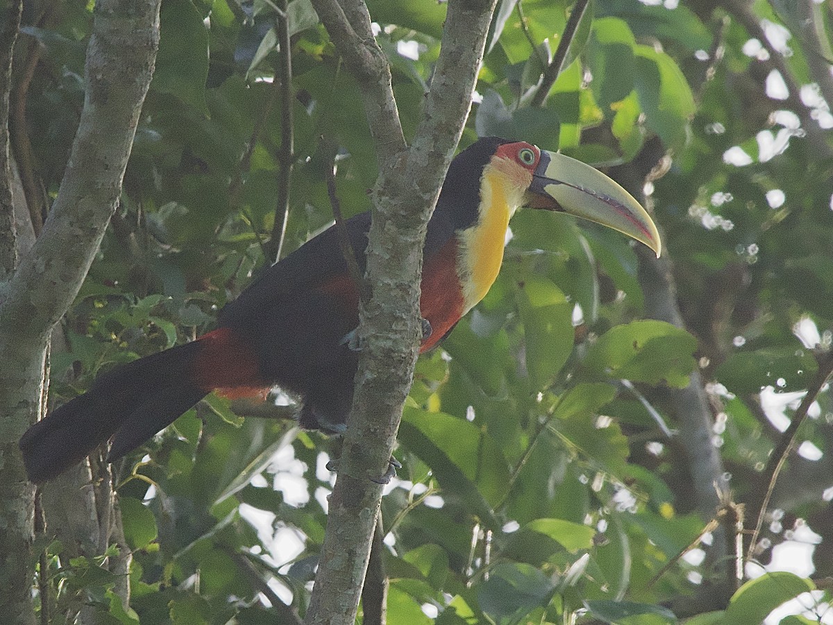 Red-breasted Toucan - ML614280312