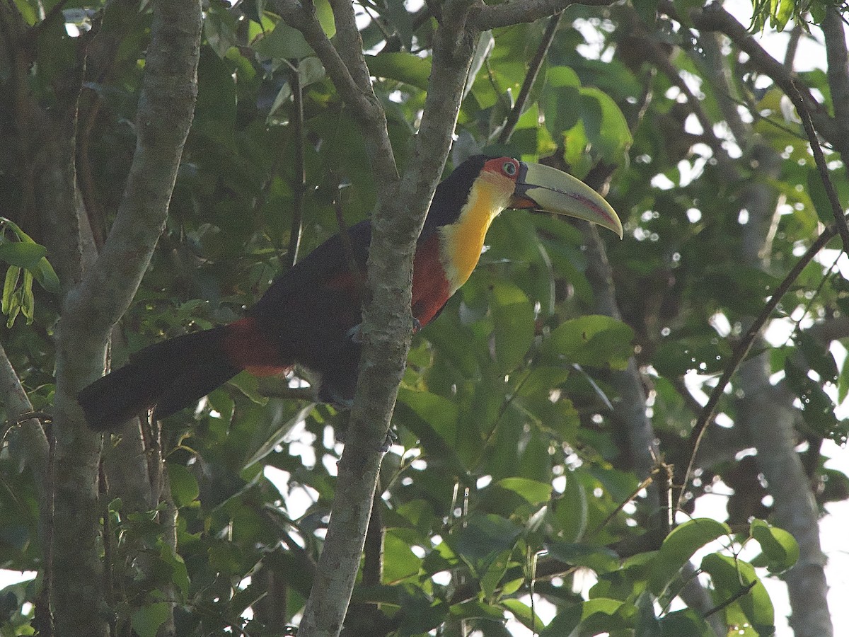 Red-breasted Toucan - ML614280313