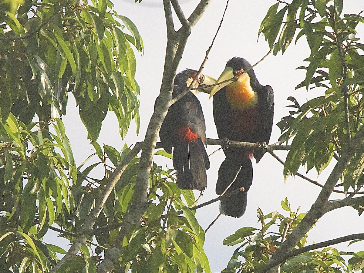 Red-breasted Toucan - ML614280314