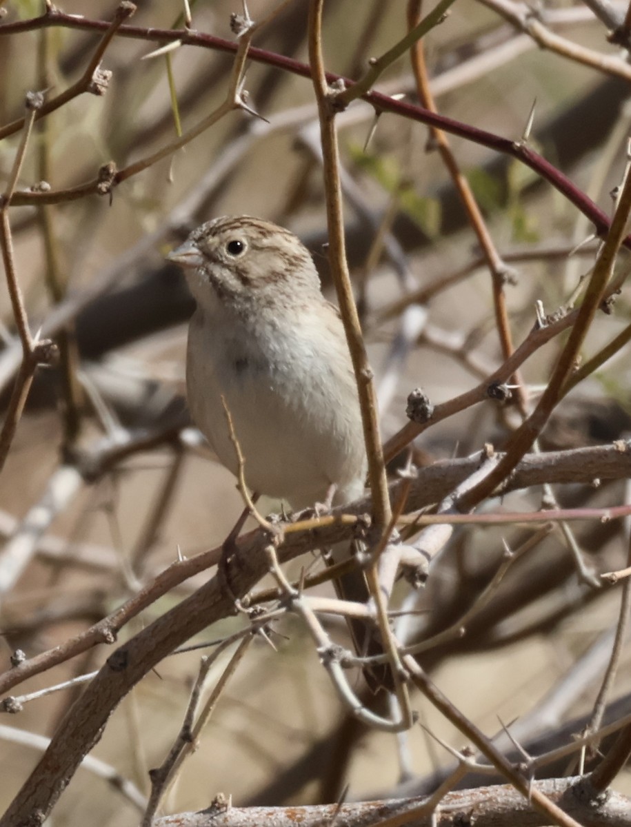 Brewer's Sparrow - ML614280356