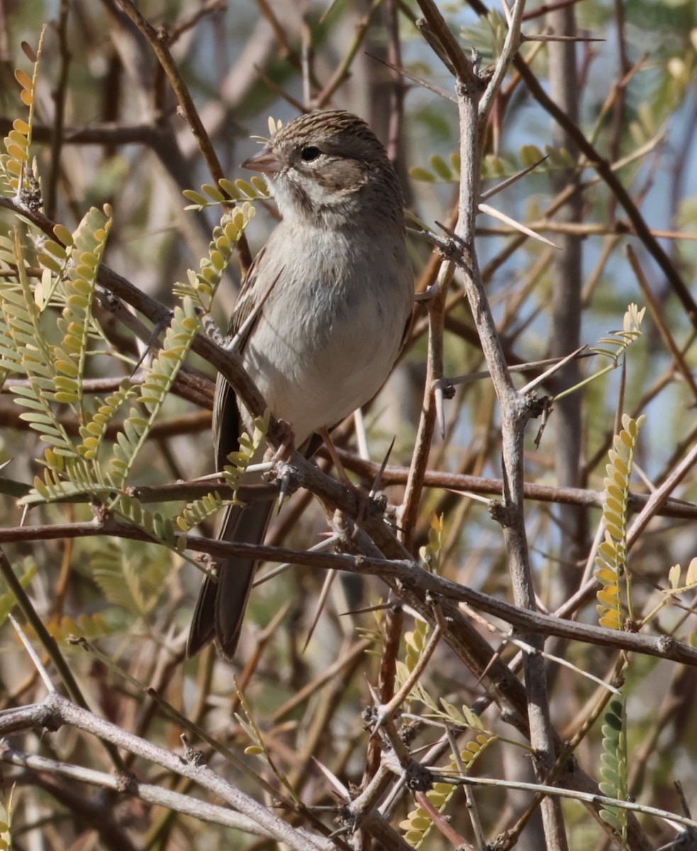 Brewer's Sparrow - ML614280362