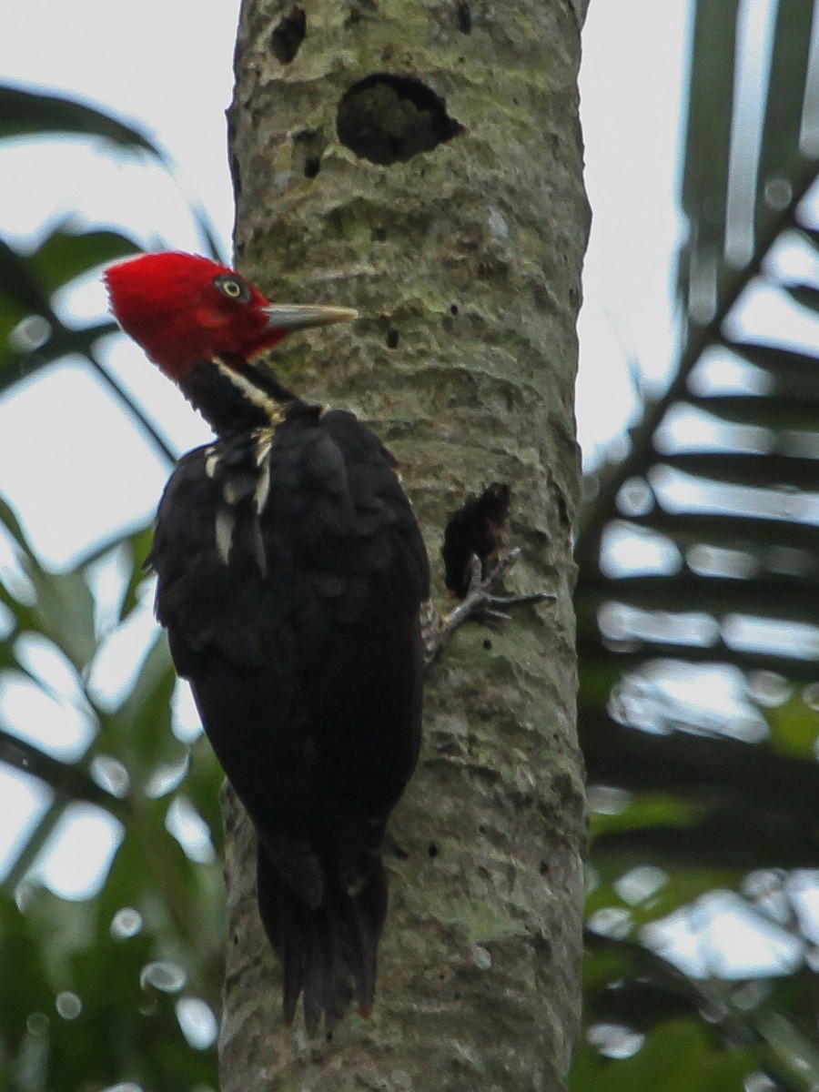 Pale-billed Woodpecker - ML614280385