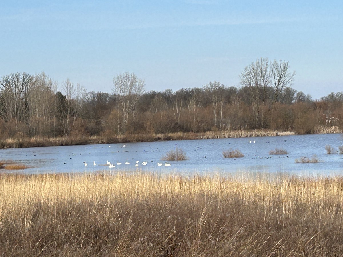 Trumpeter Swan - ML614280391