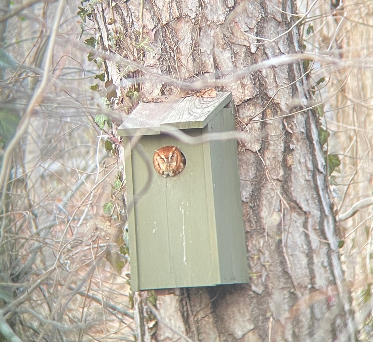 Eastern Screech-Owl - ML614280432