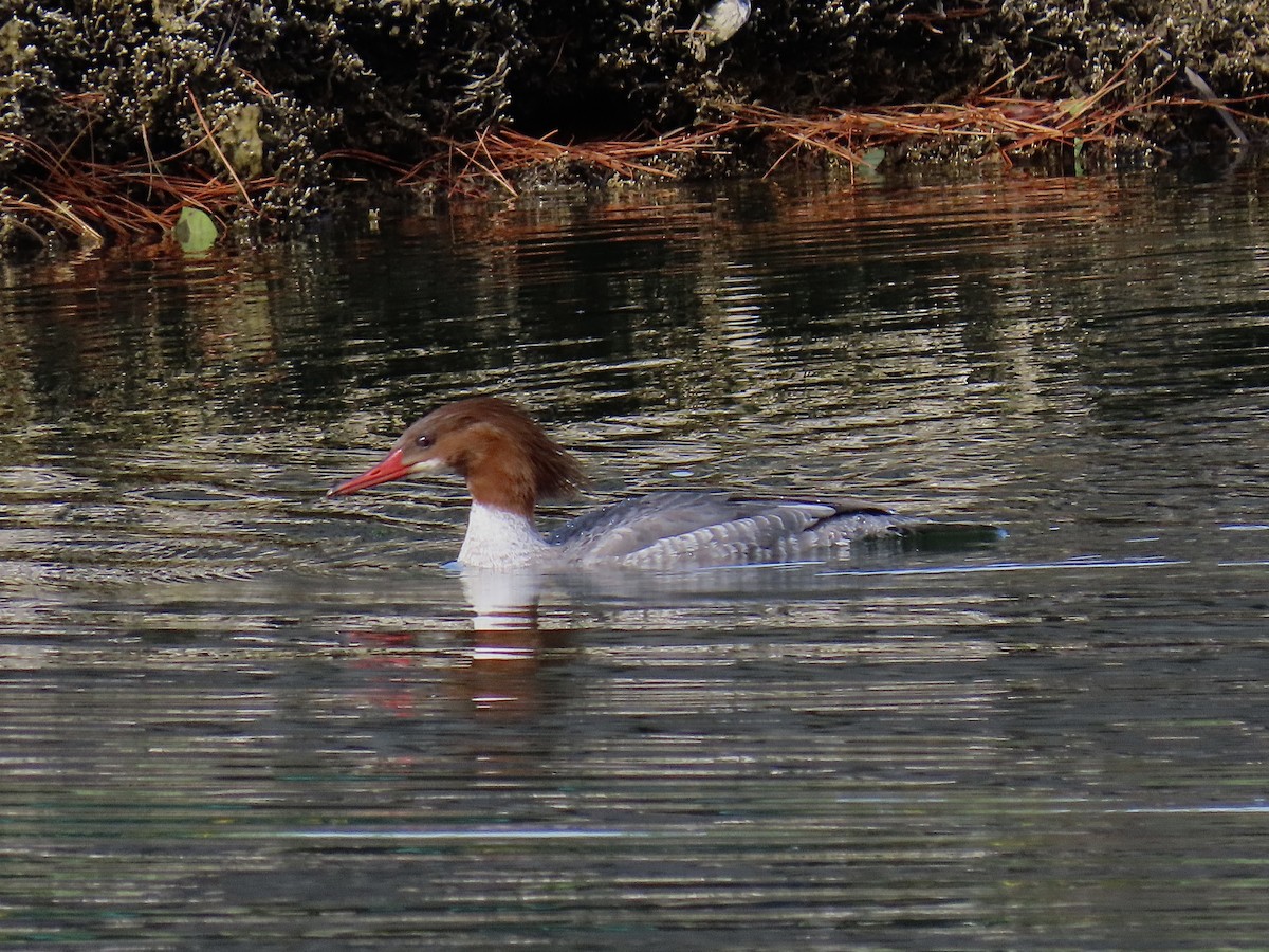 Common Merganser - ML614280471