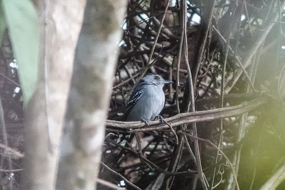 Northern Slaty-Antshrike - ML614280554