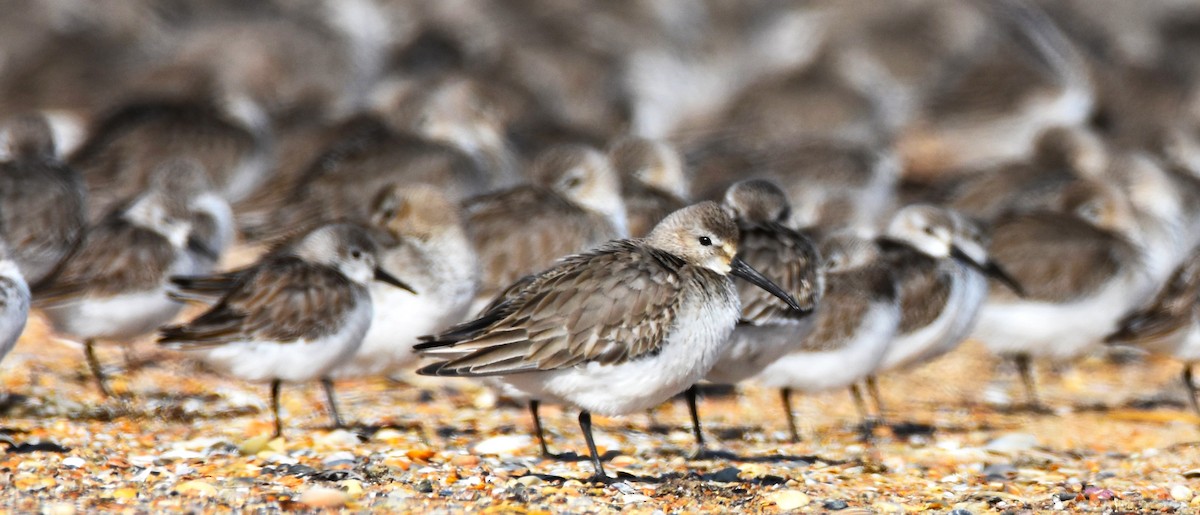 Dunlin - ML614280601