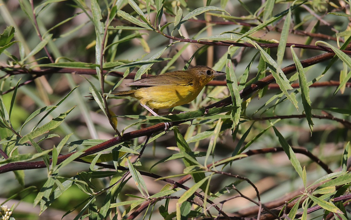 Southern Yellowthroat - Diego Trillo