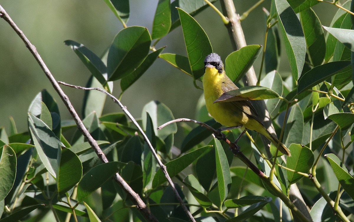 Southern Yellowthroat - Diego Trillo