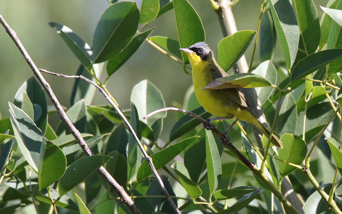 Southern Yellowthroat - Diego Trillo