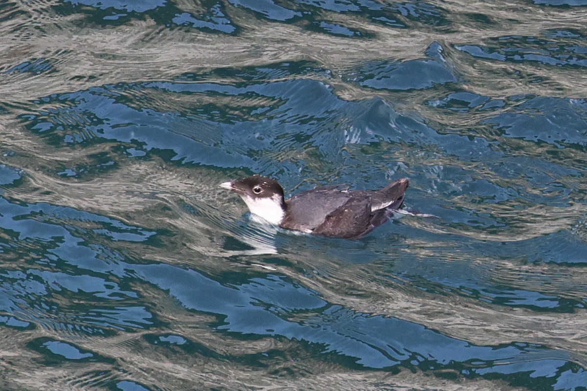 Ancient Murrelet - ML614280690