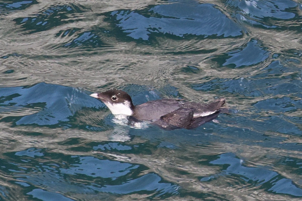 Ancient Murrelet - ML614280700